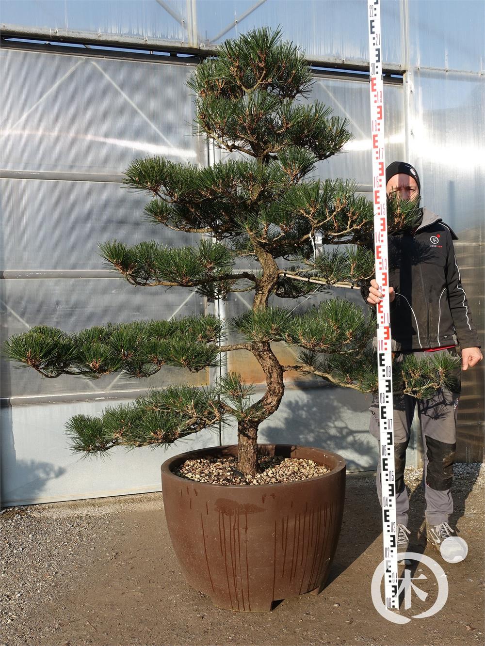 Pinus thunbergii Bonsai
