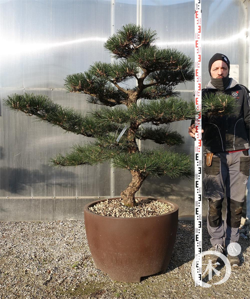 Pinus thunbergii Bonsai