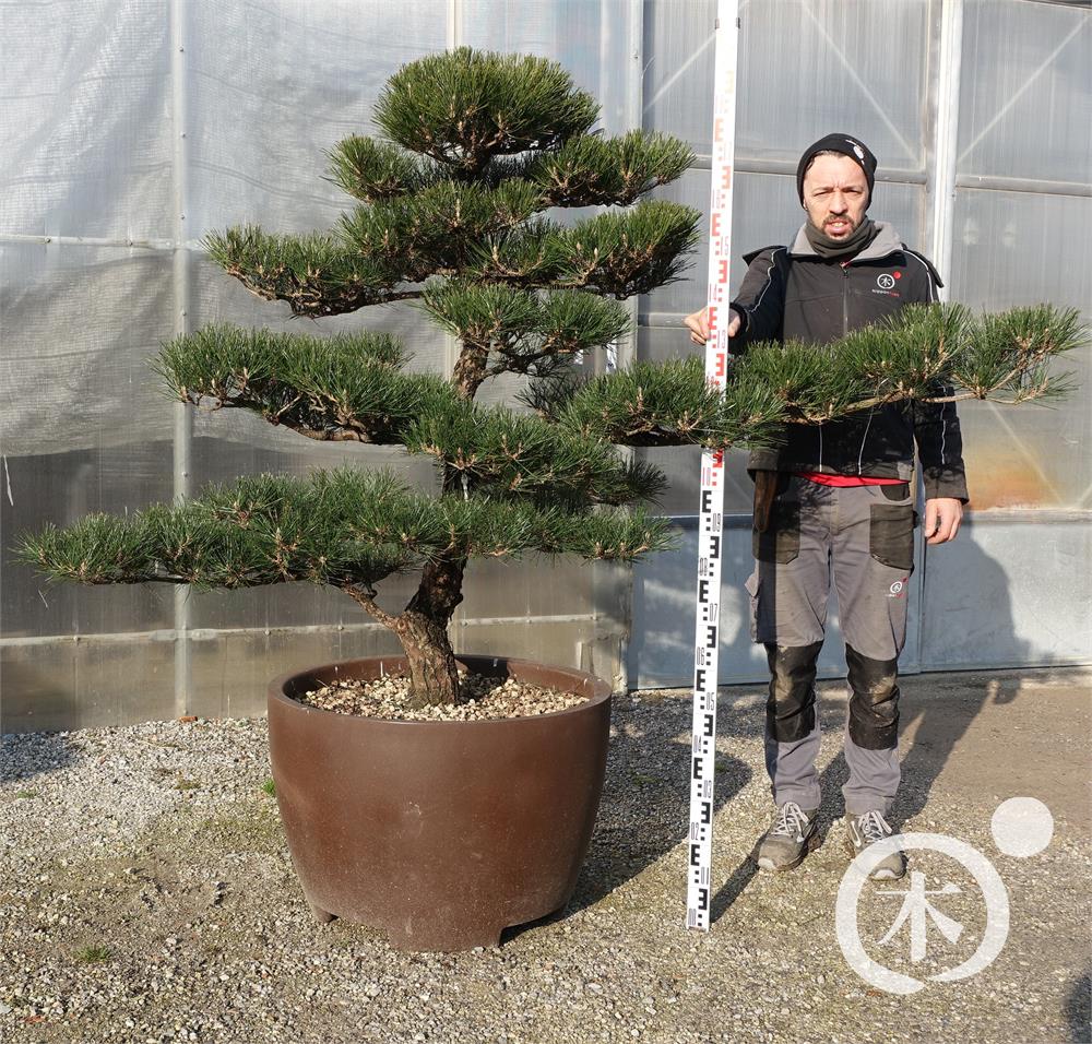 Pinus thunbergii Bonsai