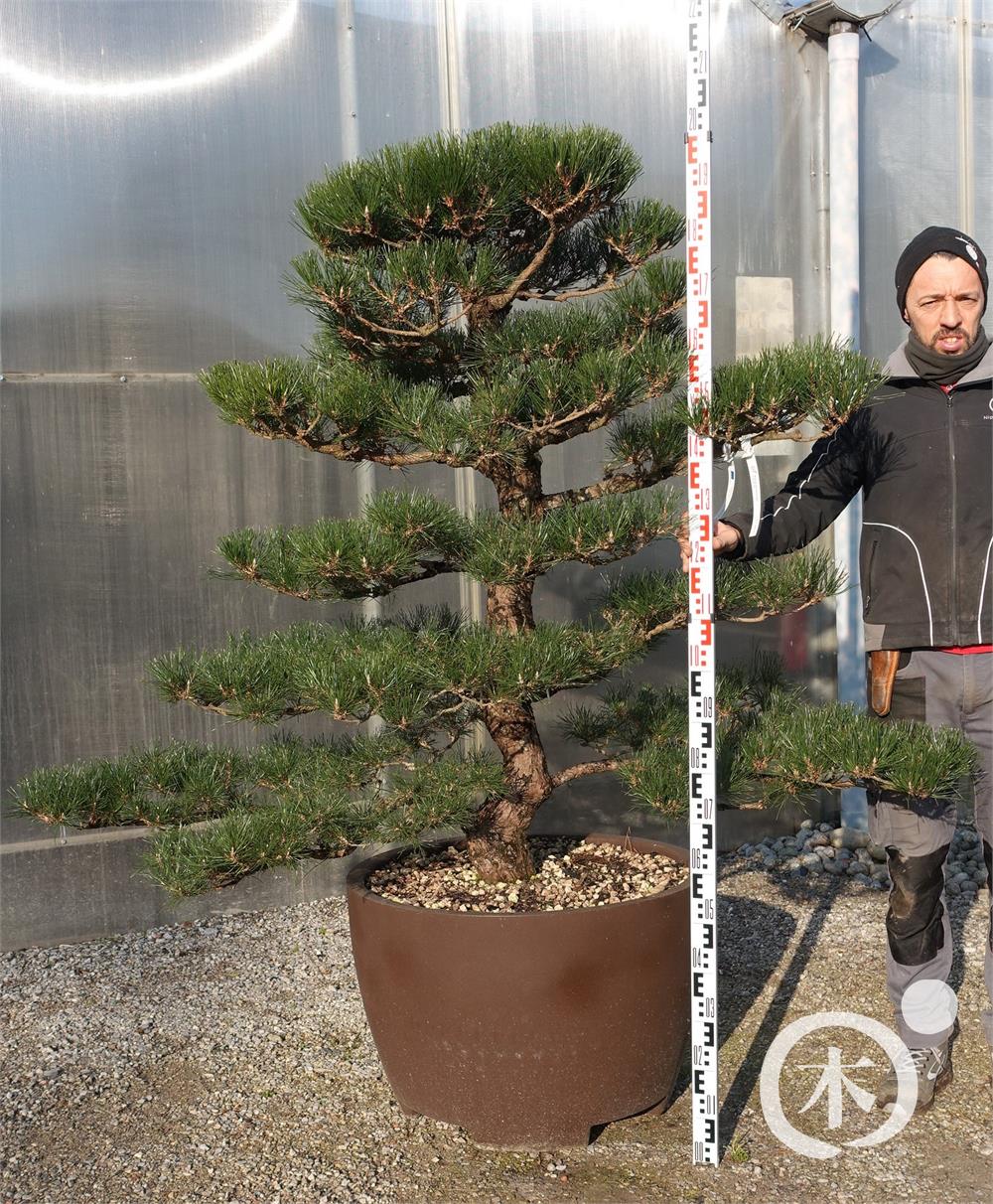 Pinus thunbergii Bonsai