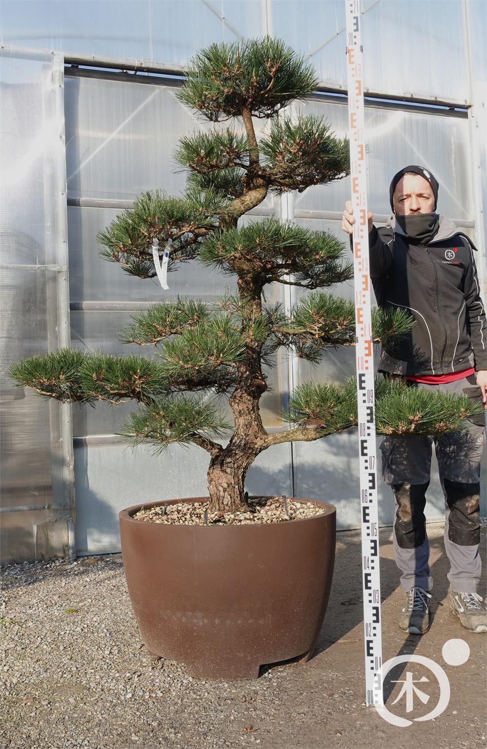 Pinus thunbergii Bonsai