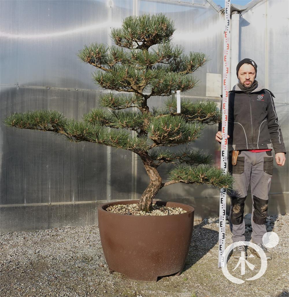 Pinus thunbergii Bonsai