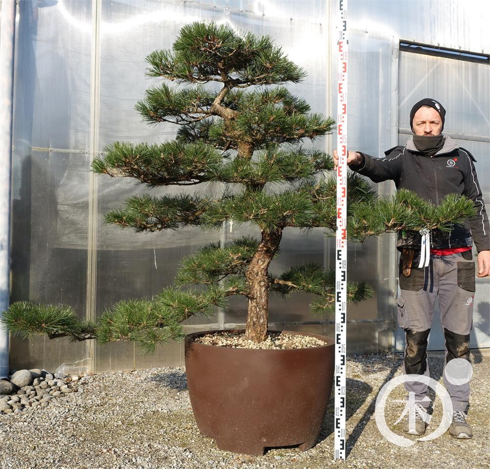 Pinus thunbergii Bonsai