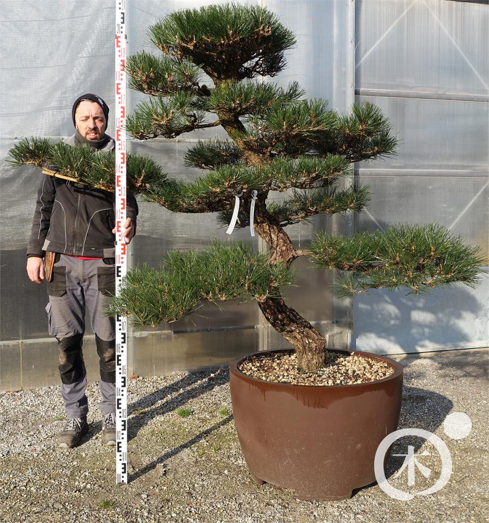 Pinus thunbergii Bonsai