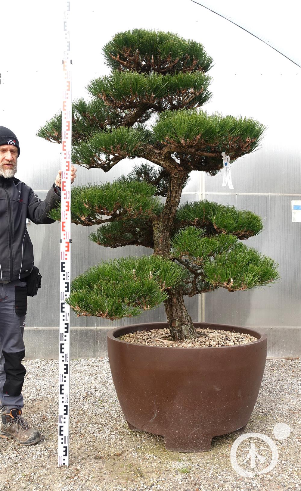 Pinus thunbergii Bonsai