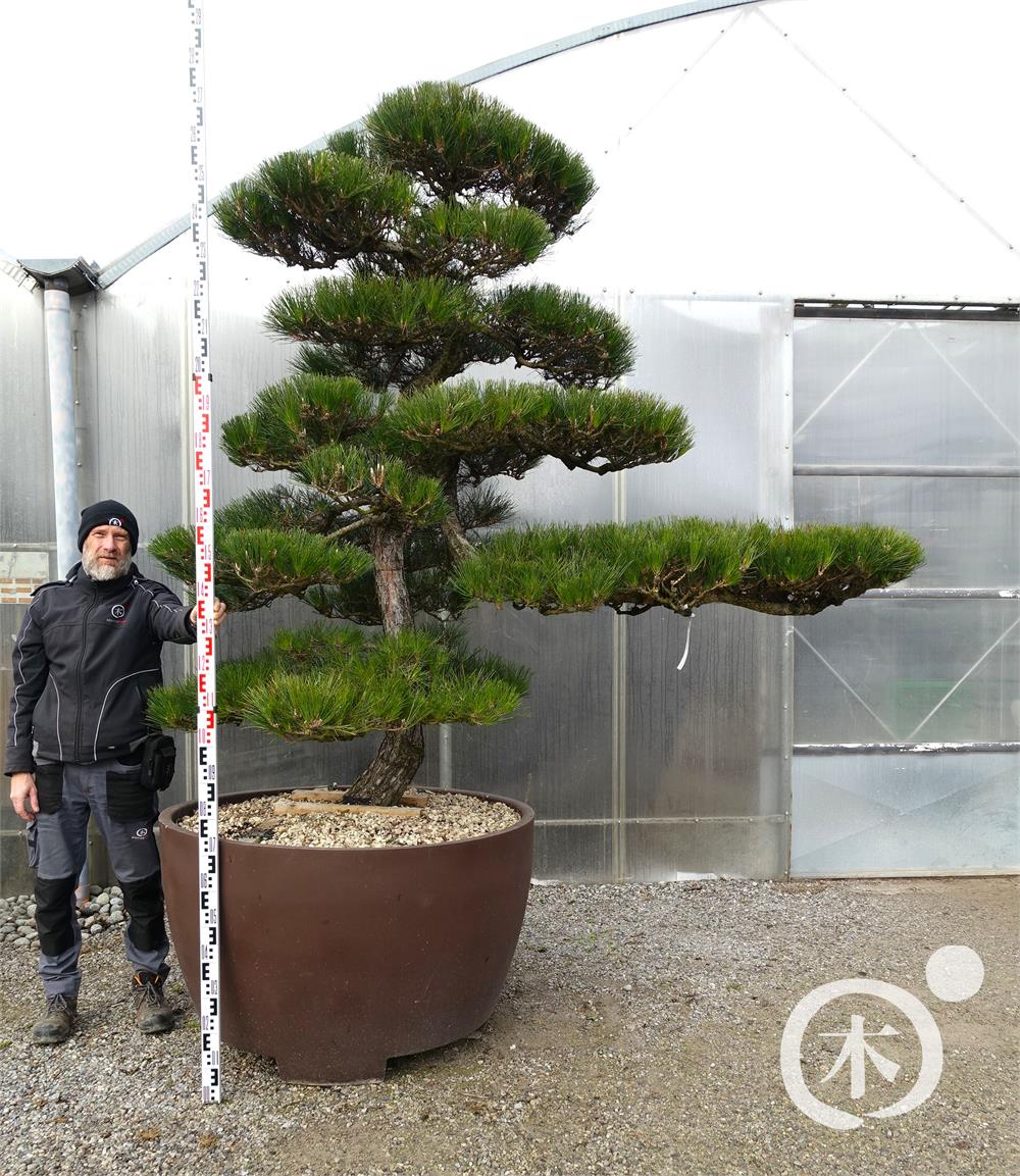 Pinus thunbergii Bonsai
