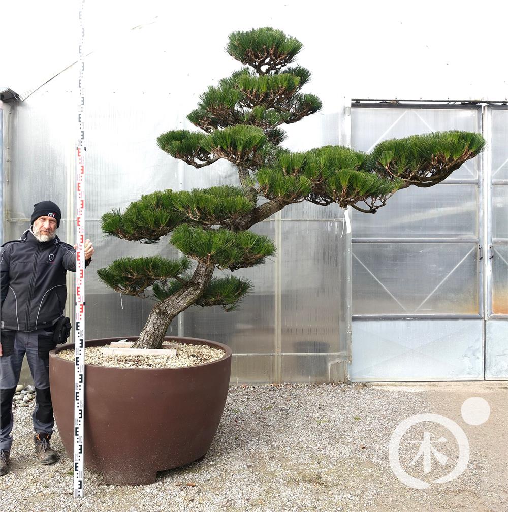 Pinus thunbergii Bonsai