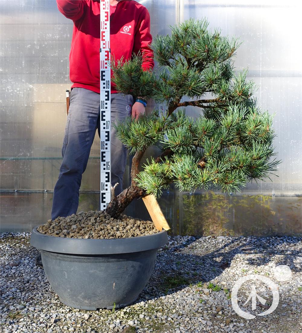 Pinus sylvestris Bonsai