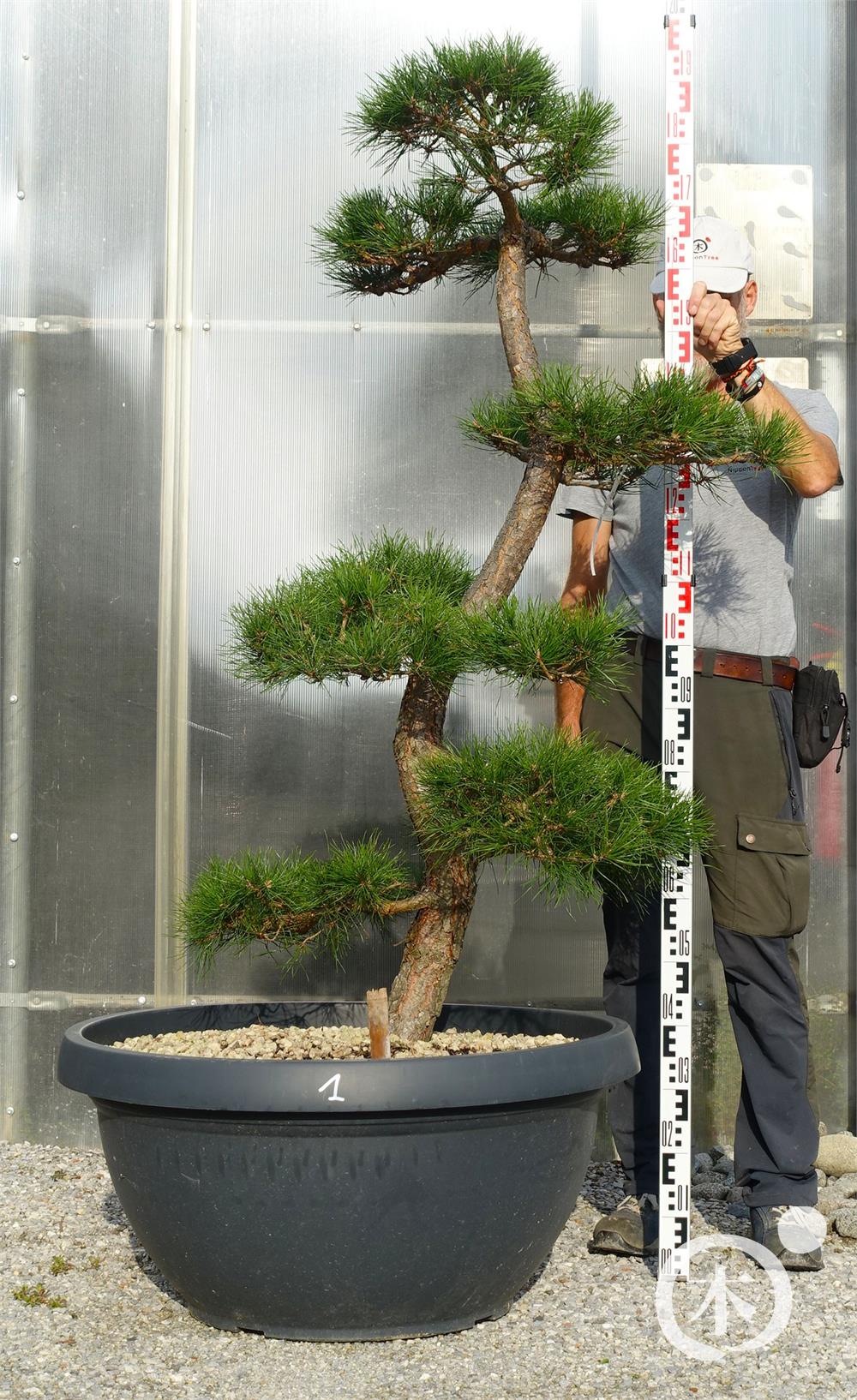Pinus sylvestris Bonsai