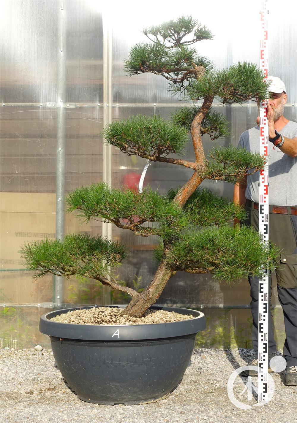 Pinus sylvestris Bonsai