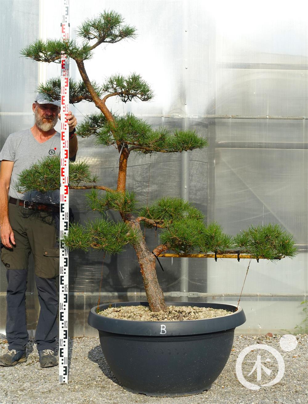 Pinus sylvestris Bonsai
