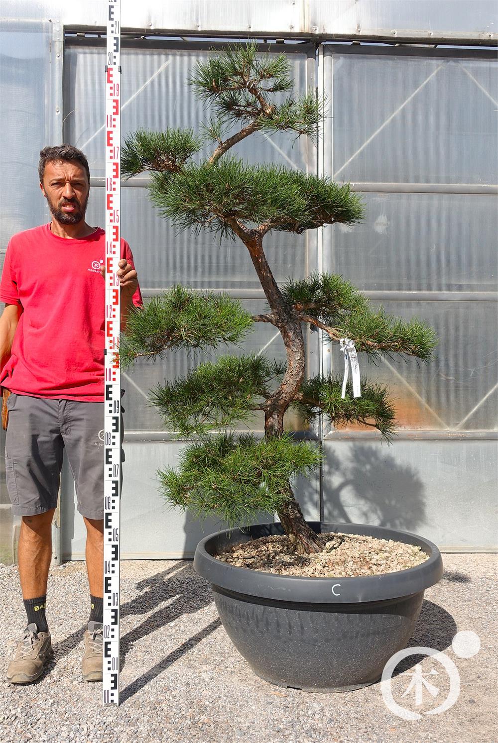 Pinus sylvestris Bonsai