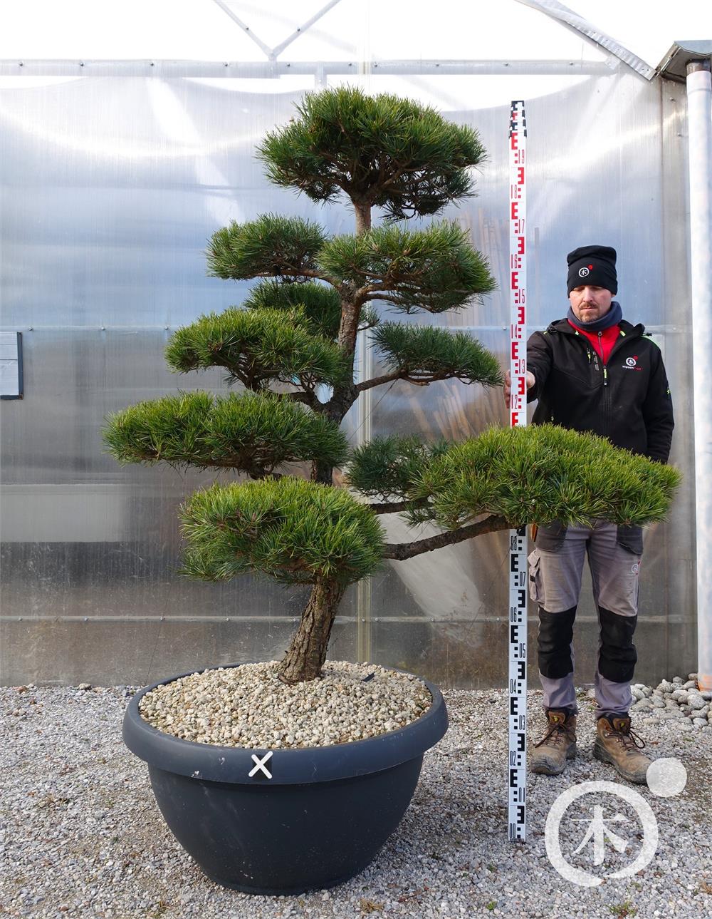 Pinus sylvestris Bonsai