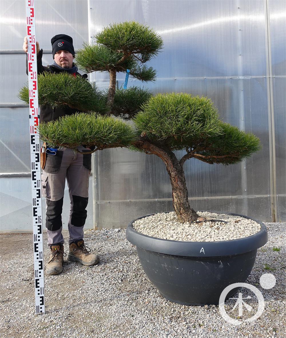 Pinus sylvestris Bonsai