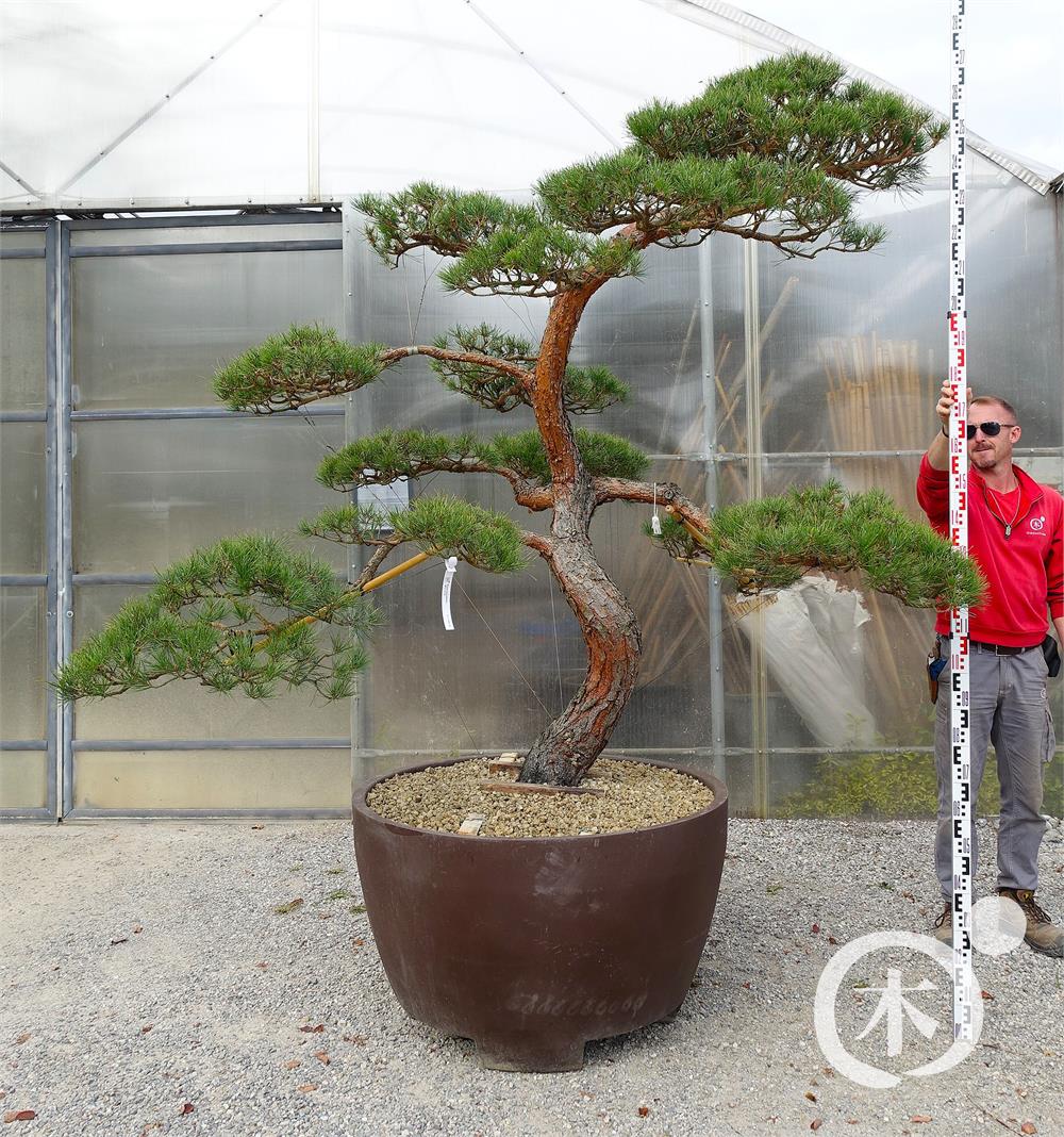 Pinus sylvestris Bonsai