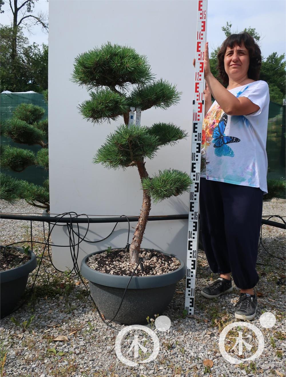 Pinus sylvestris Bonsai