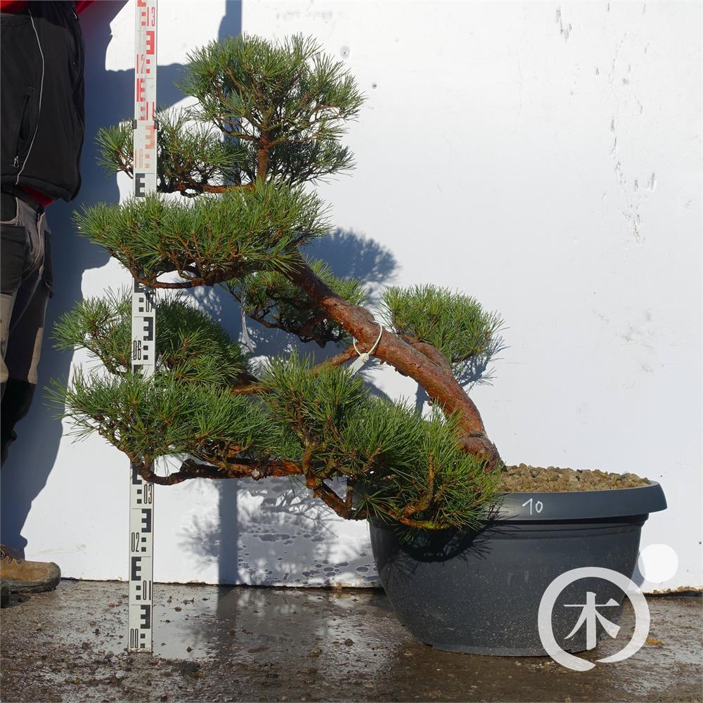 Pinus sylvestris Bonsai