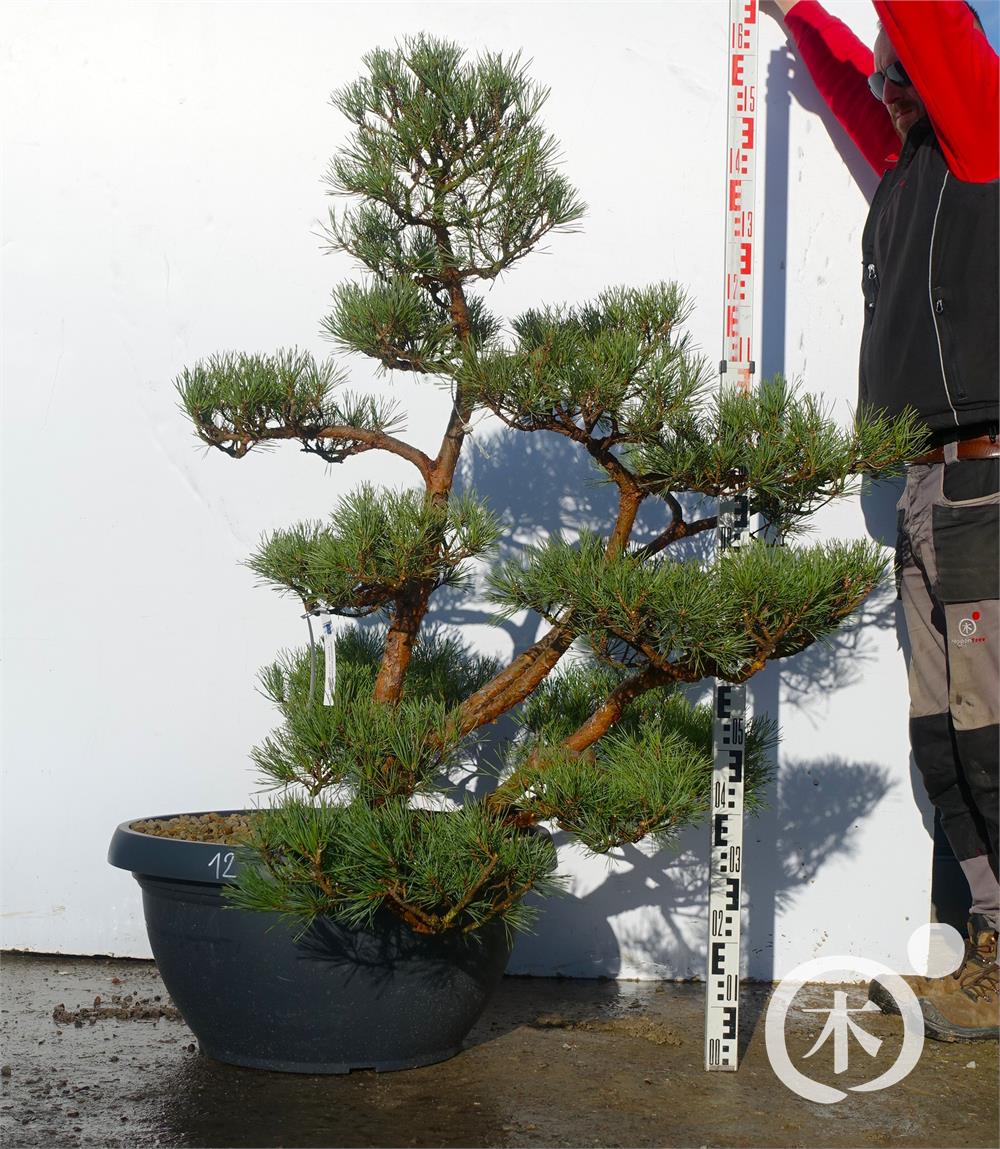 Pinus sylvestris Bonsai