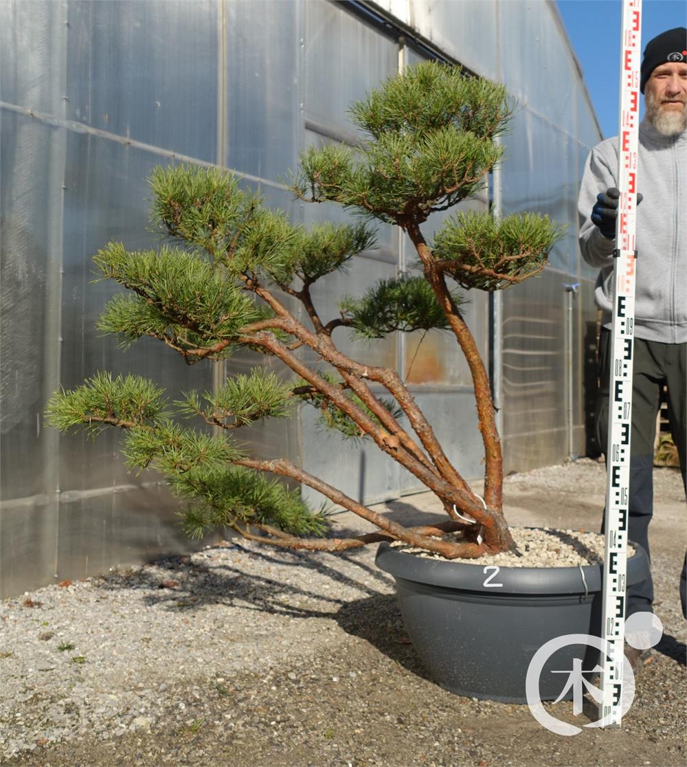 Pinus sylvestris Bonsai