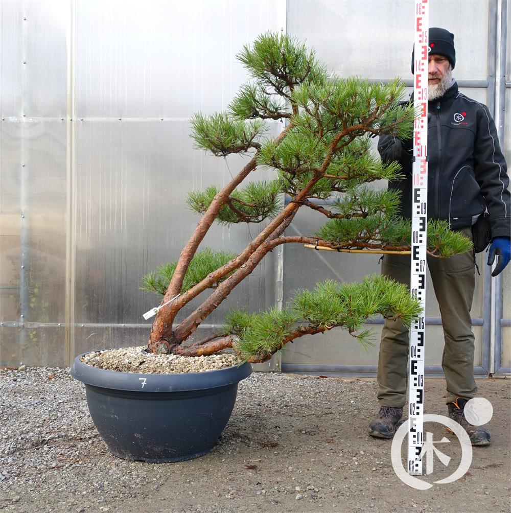 Pinus sylvestris Bonsai