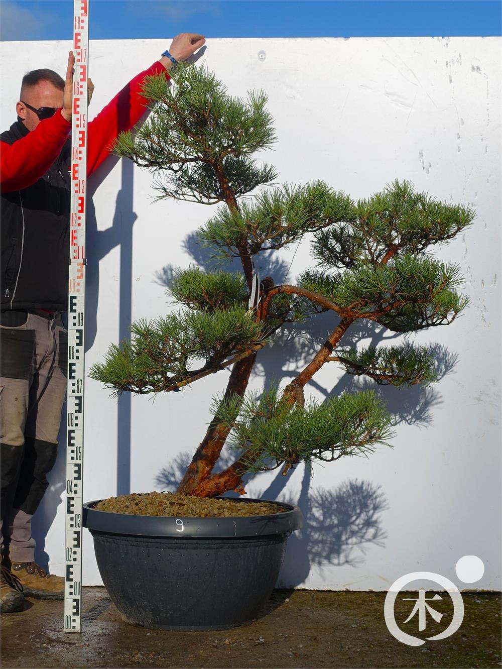 Pinus sylvestris Bonsai