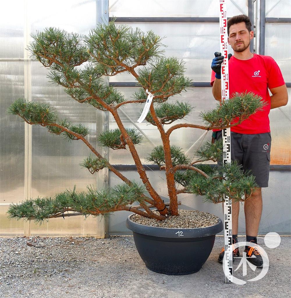 Pinus sylvestris Bonsai