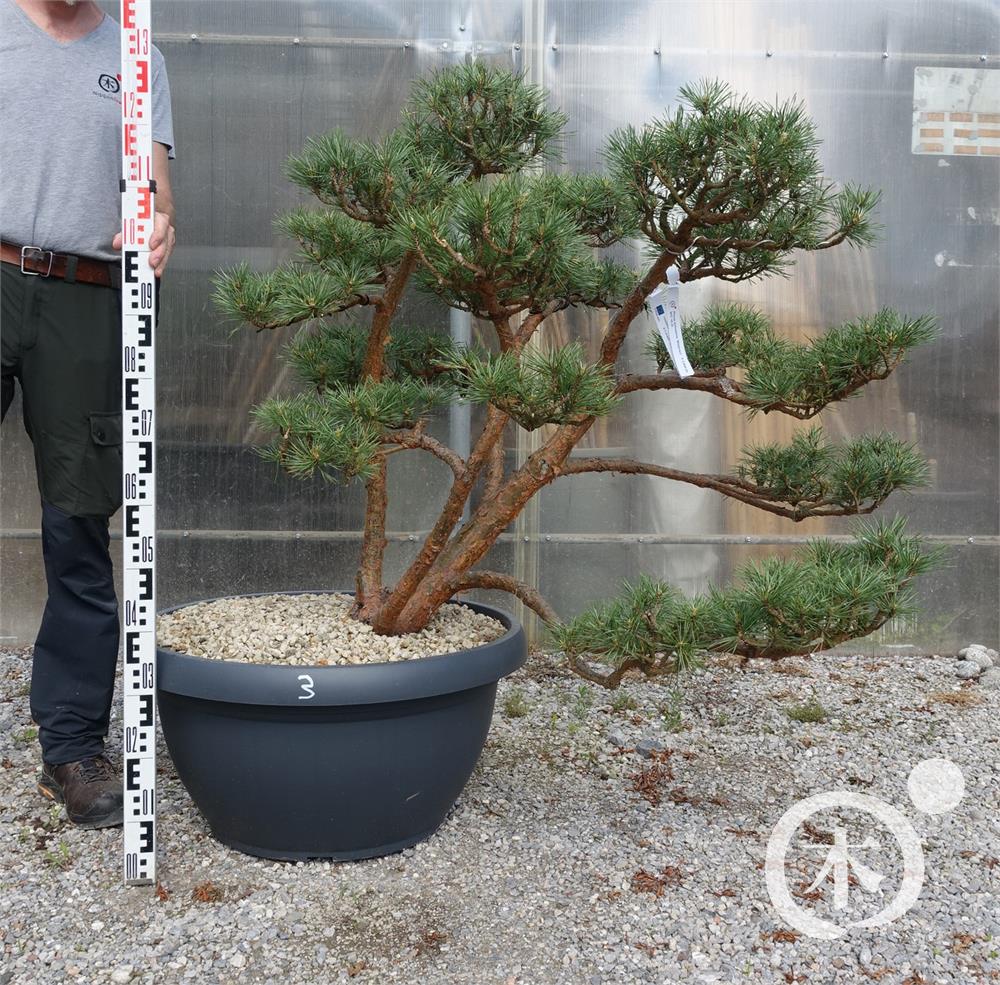 Pinus sylvestris Bonsai