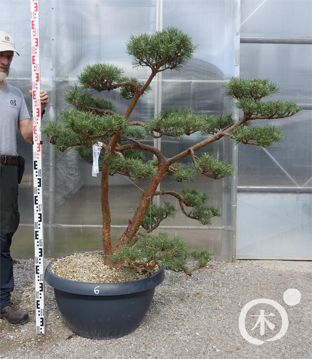 Pinus sylvestris Bonsai