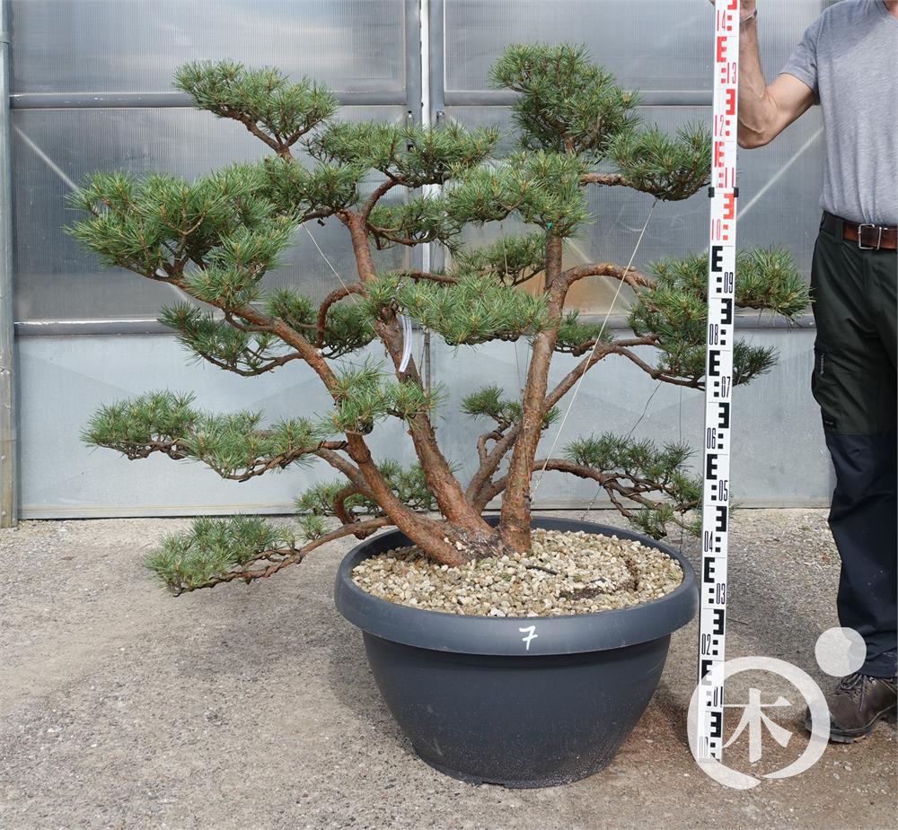 Pinus sylvestris Bonsai