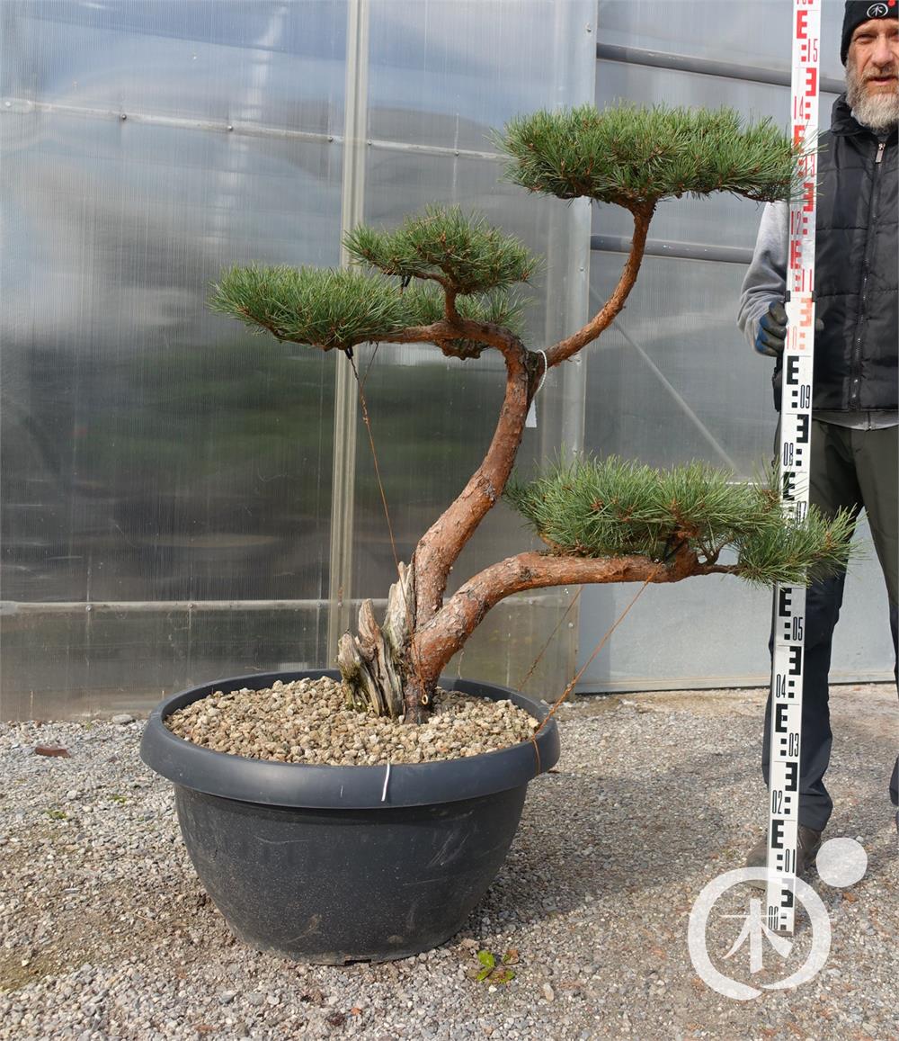 Pinus sylvestris Bonsai