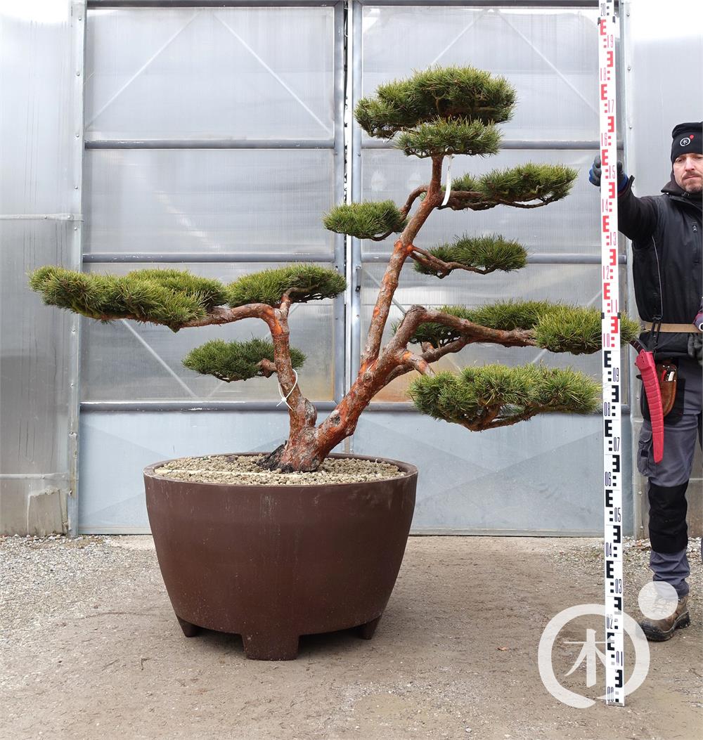 Pinus sylvestris Bonsai