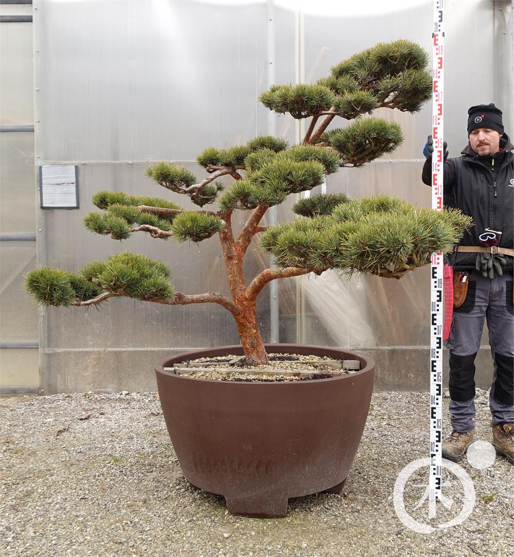 Pinus sylvestris Bonsai