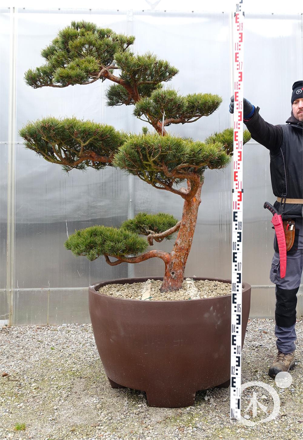 Pinus sylvestris Bonsai