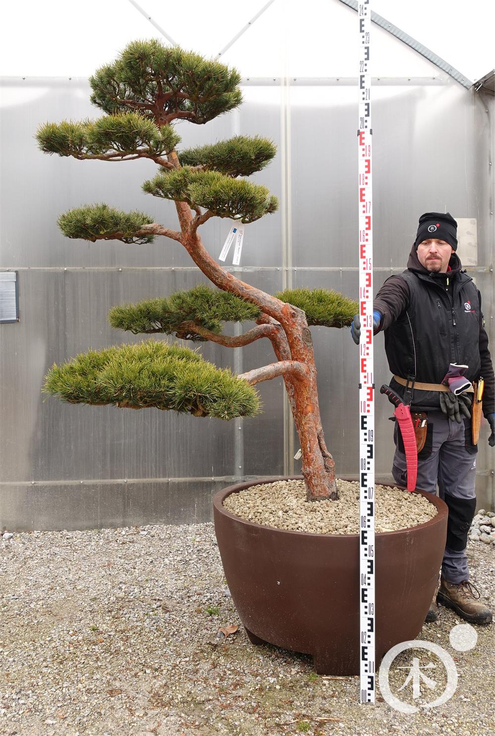 Pinus sylvestris Bonsai