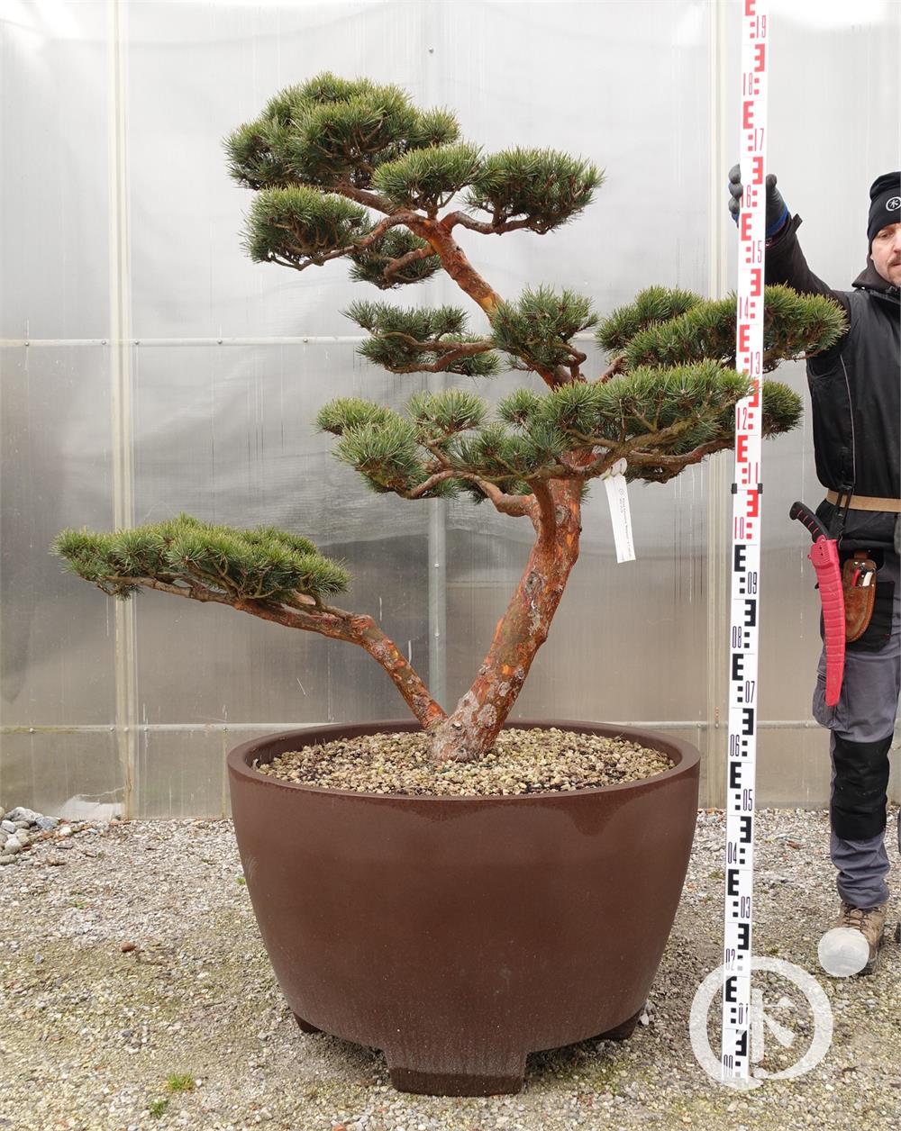 Pinus sylvestris Bonsai