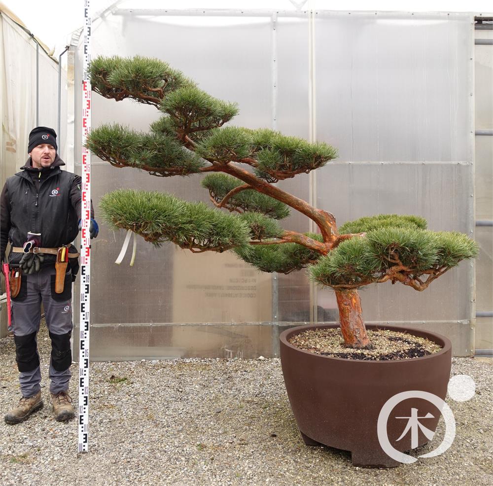 Pinus sylvestris Bonsai