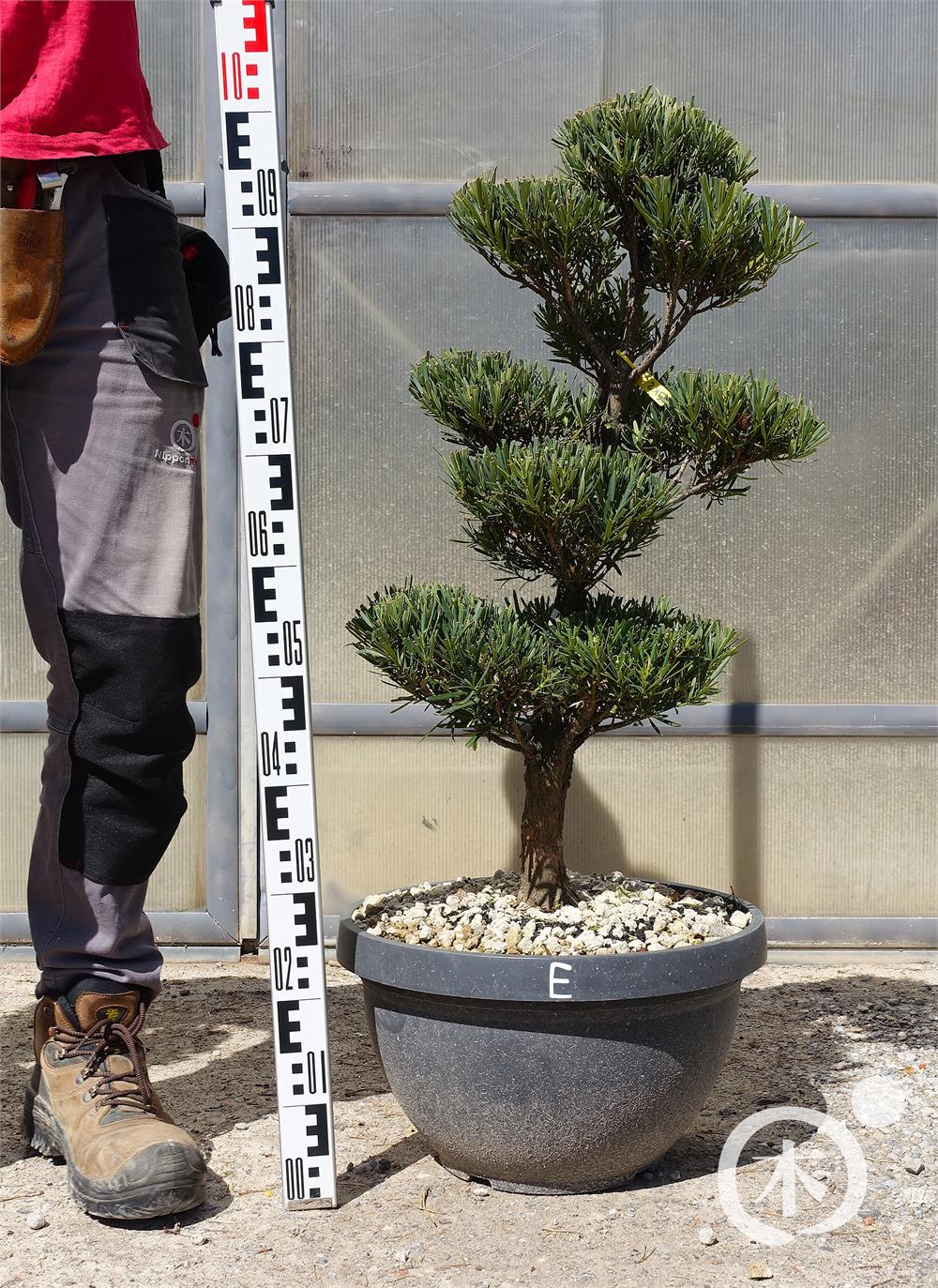Podocarpus macrophyllus Bonsai