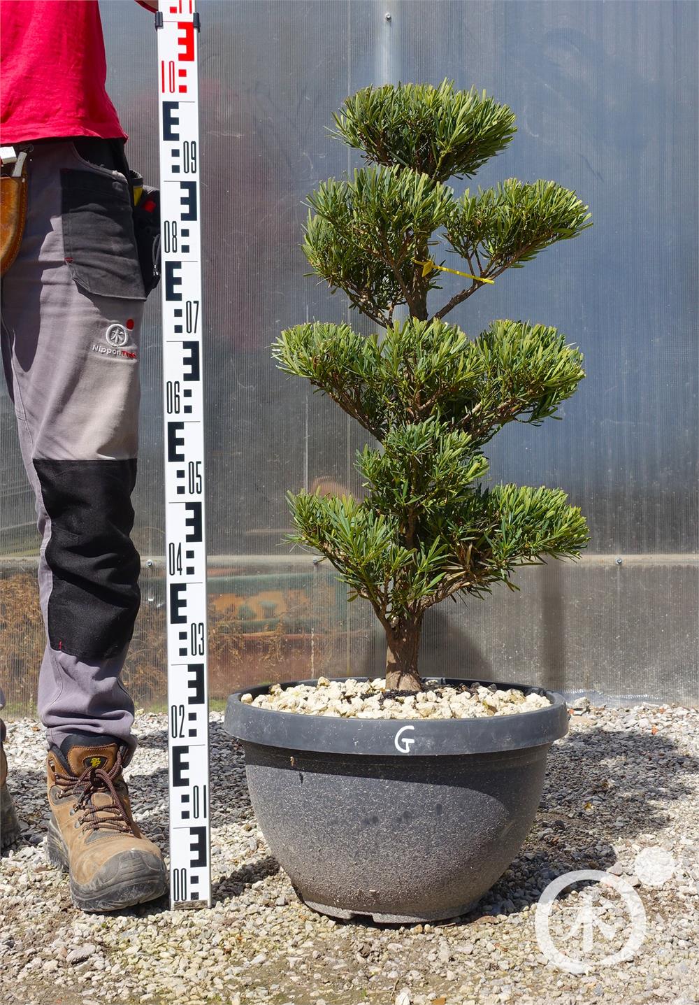 Podocarpus macrophyllus Bonsai