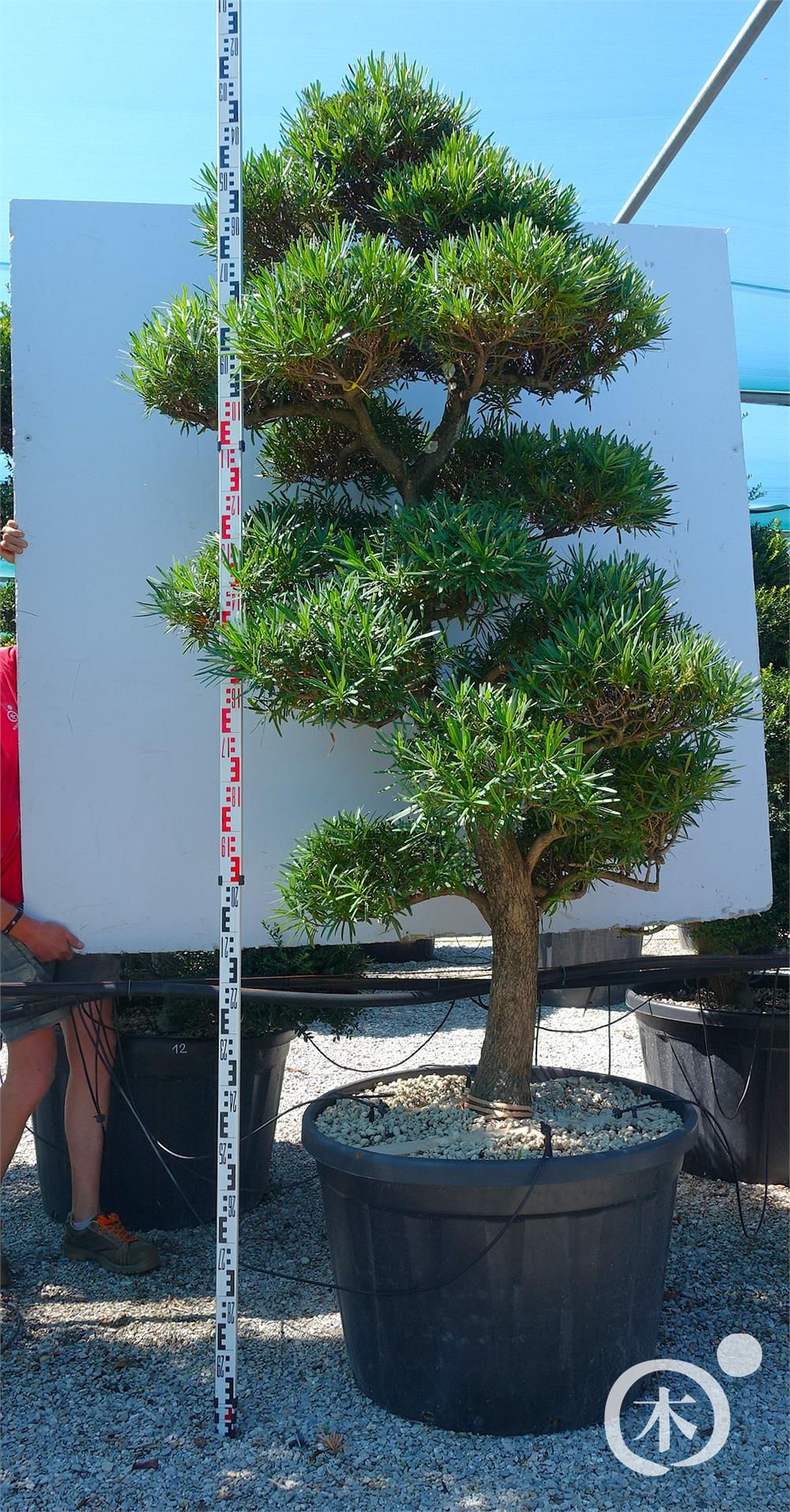 Podocarpus macrophyllus Bonsai