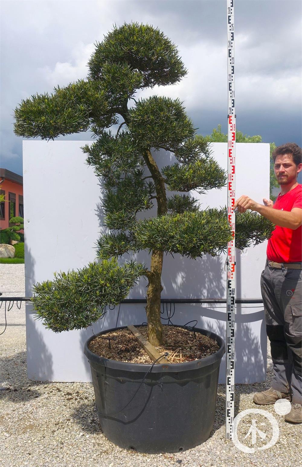 Podocarpus macrophyllus Bonsai