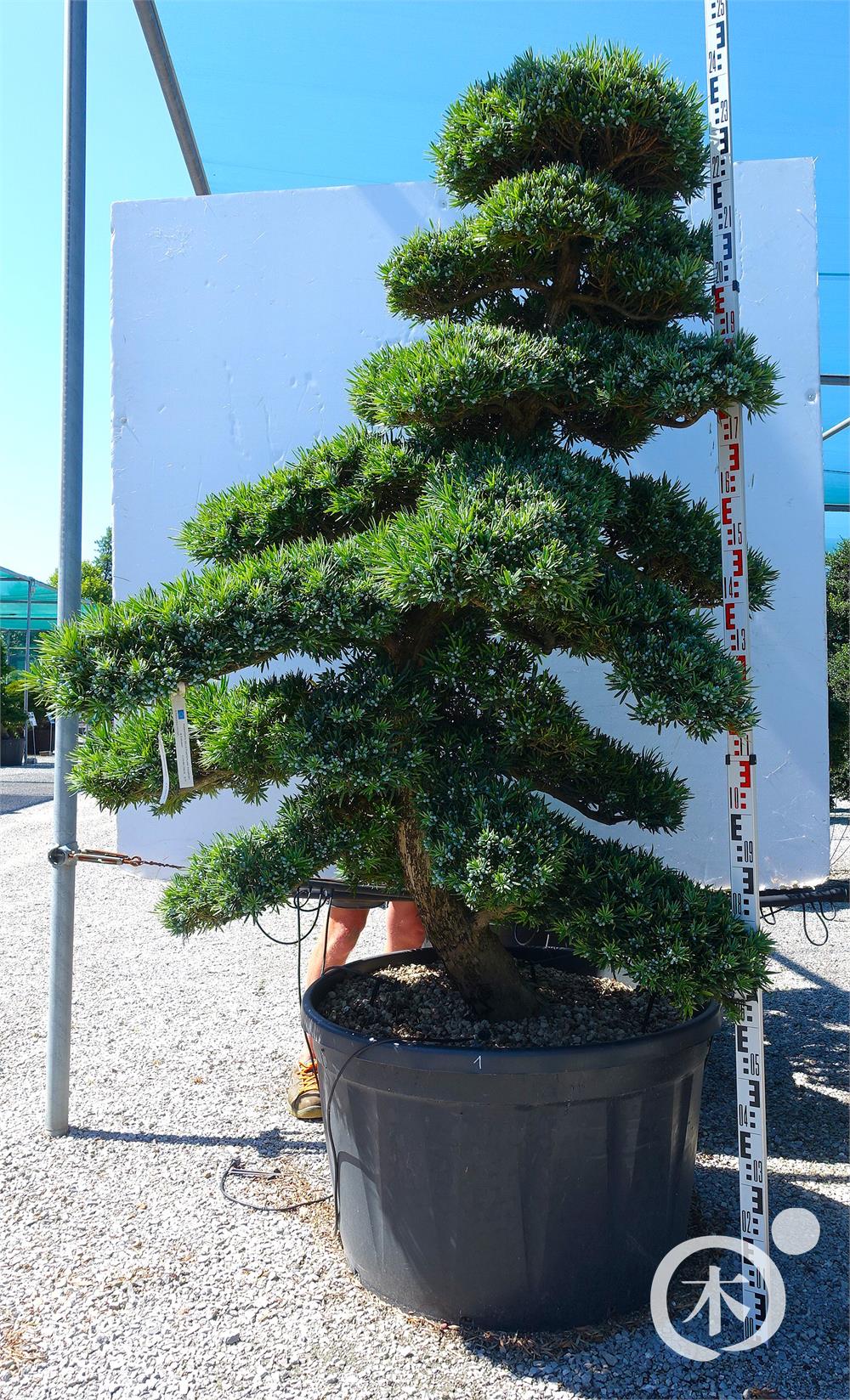 Podocarpus macrophyllus Bonsai