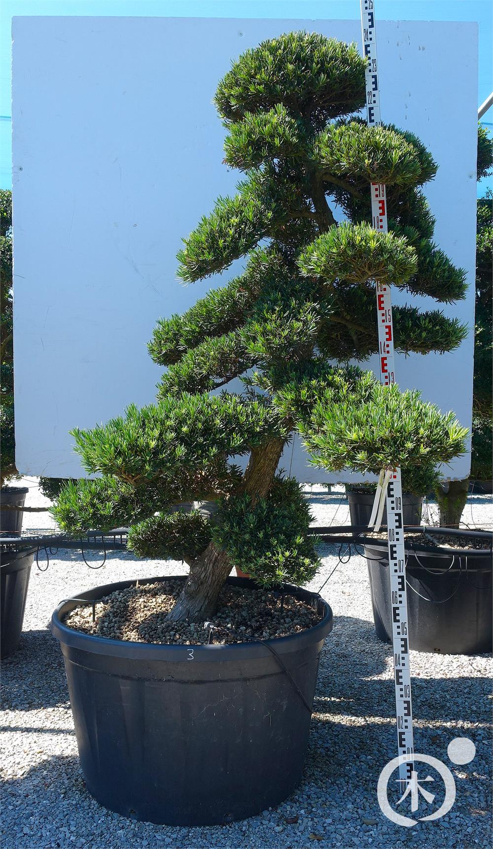 Podocarpus macrophyllus Bonsai