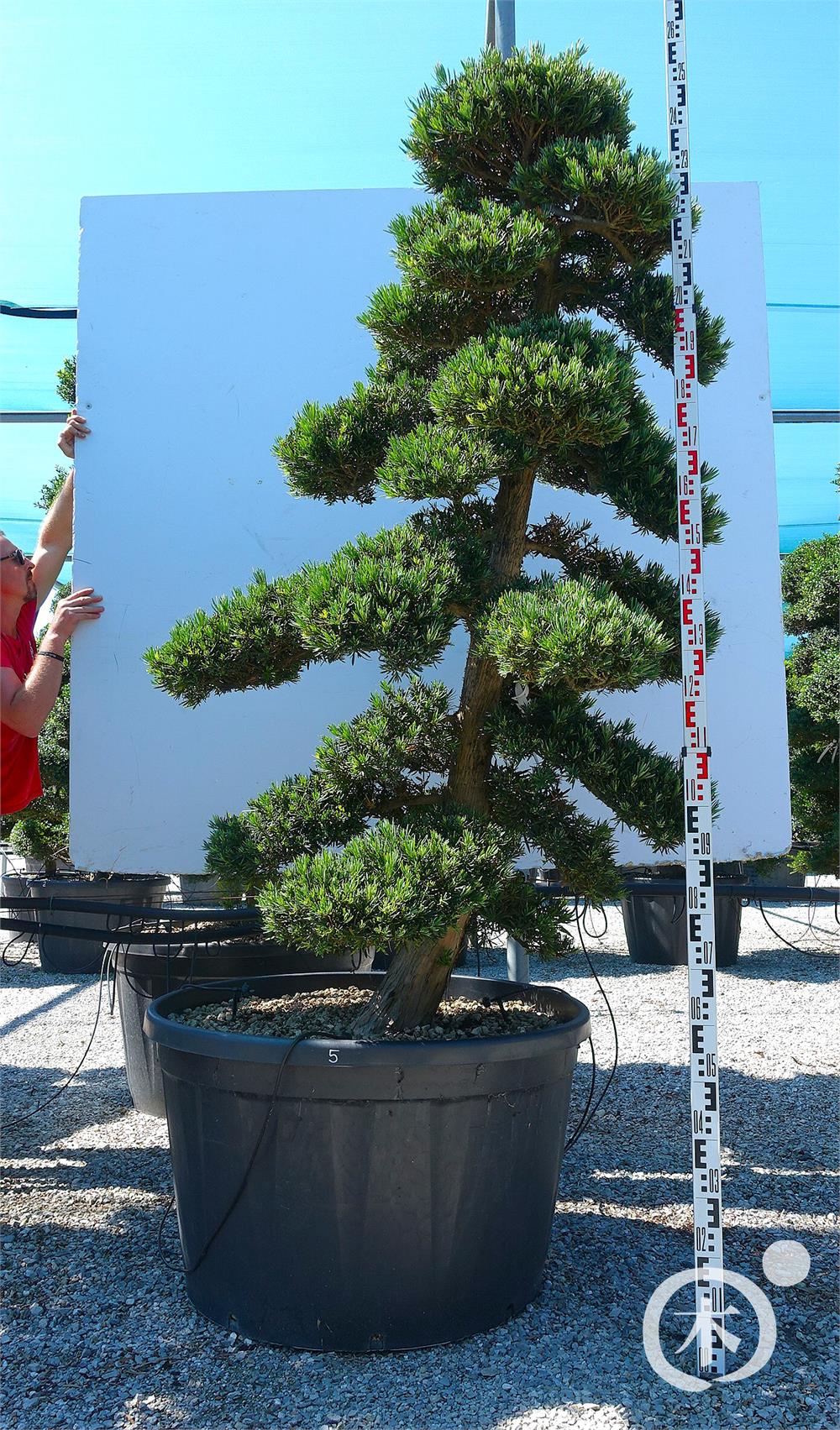 Podocarpus macrophyllus Bonsai