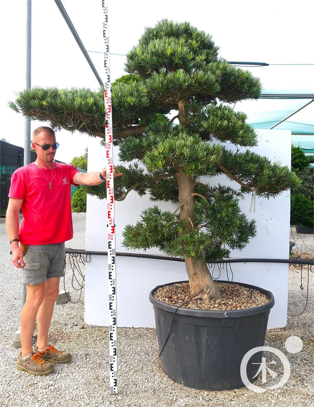 Podocarpus macrophyllus Bonsai