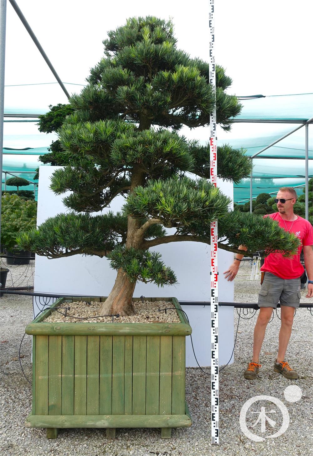 Podocarpus macrophyllus Bonsai
