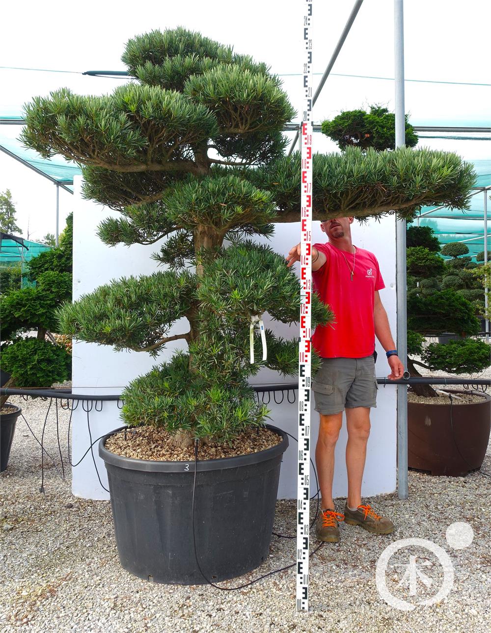 Podocarpus macrophyllus Bonsai