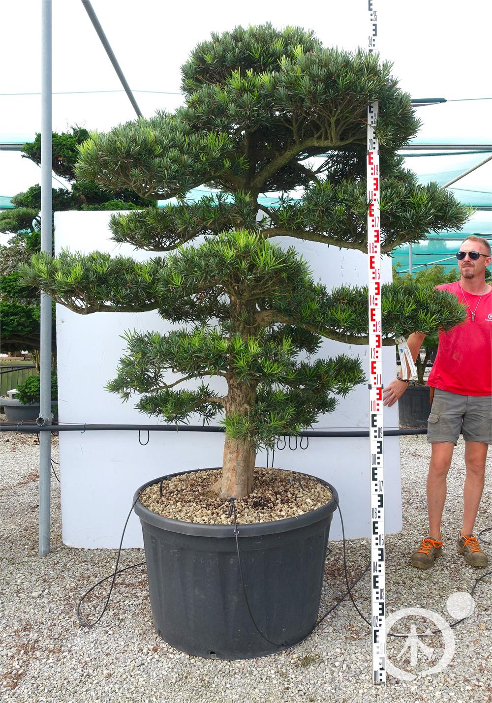 Podocarpus macrophyllus Bonsai