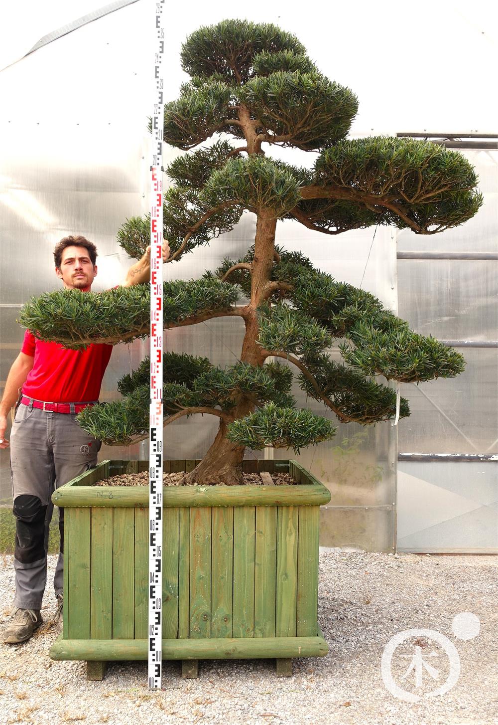 Podocarpus macrophyllus Bonsai