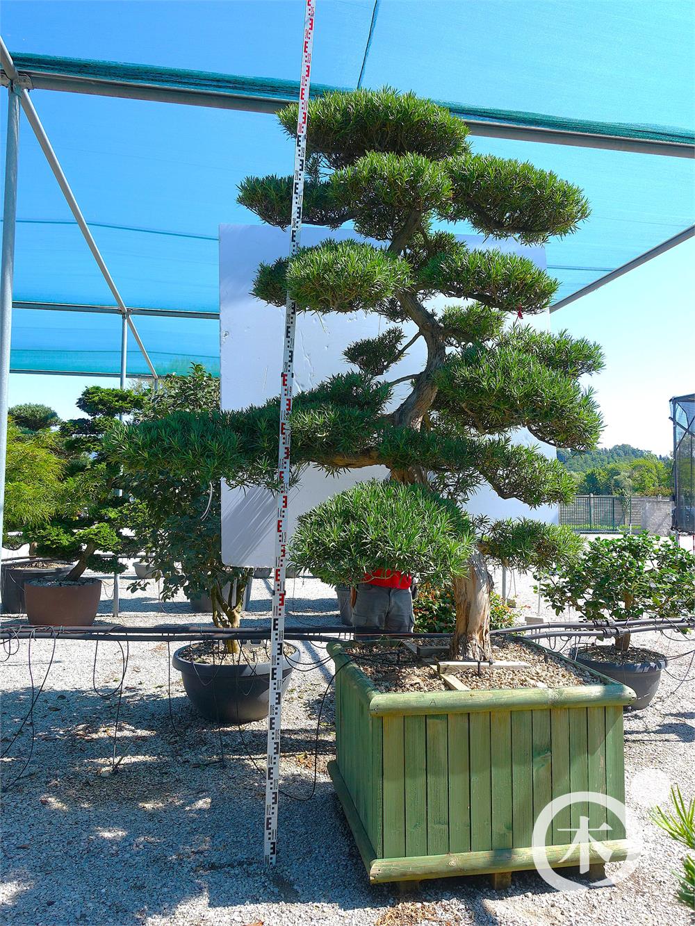 Podocarpus macrophyllus Bonsai