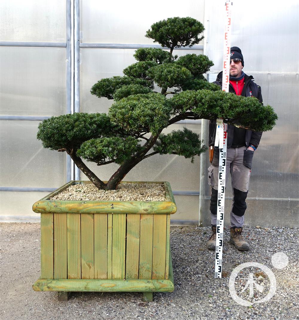 Taxus cuspidata f. nana Bonsai